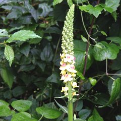 2016-07-03-tigeaux (59)